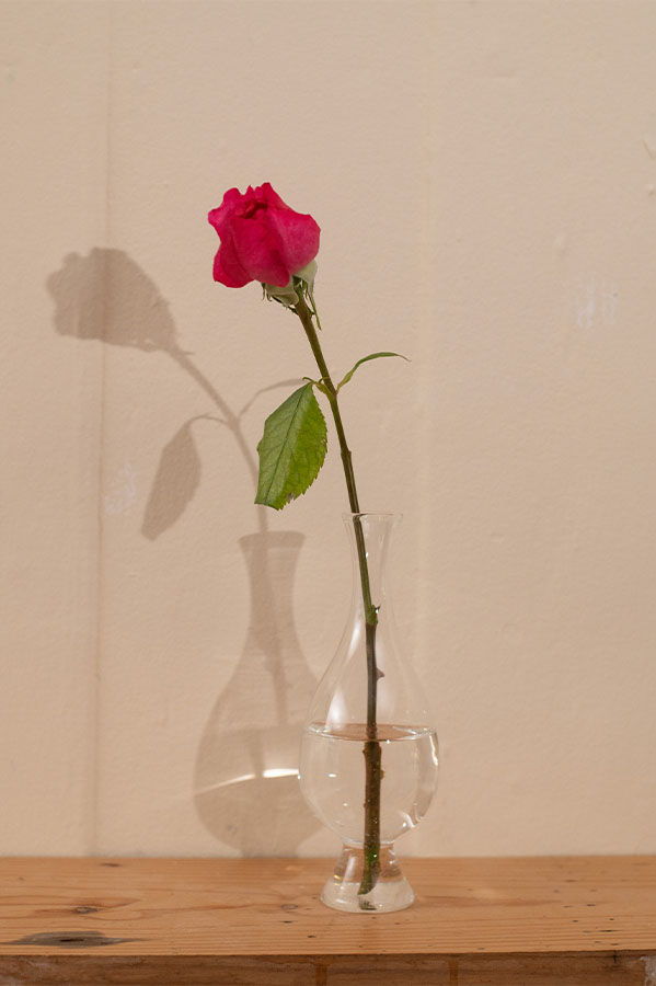 A pink rose in a glass vase with a shadow.
