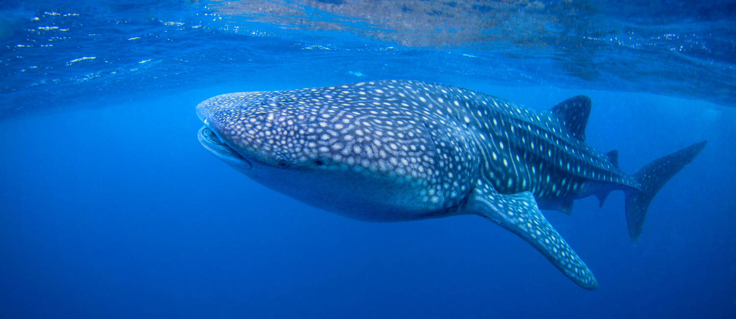 Baja California's Whales & Sealife - 7 Night Cruise | UnCruise Adventures