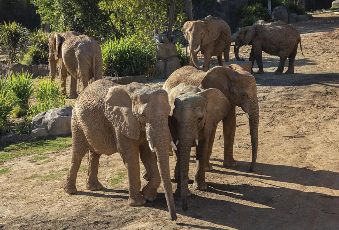 A group of elephants gathered on a dirt path in a natural setting.