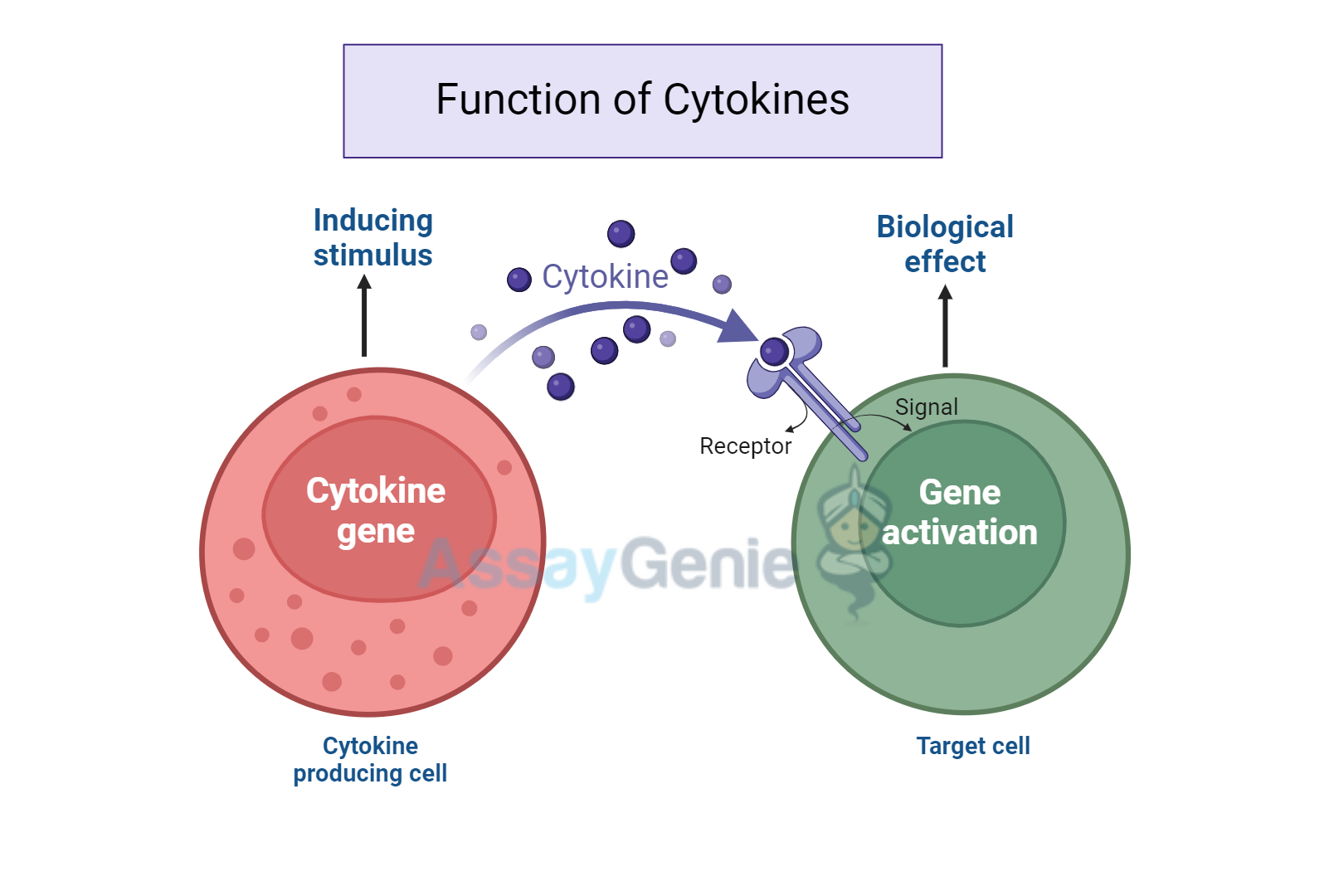 Functions of cytokines 
