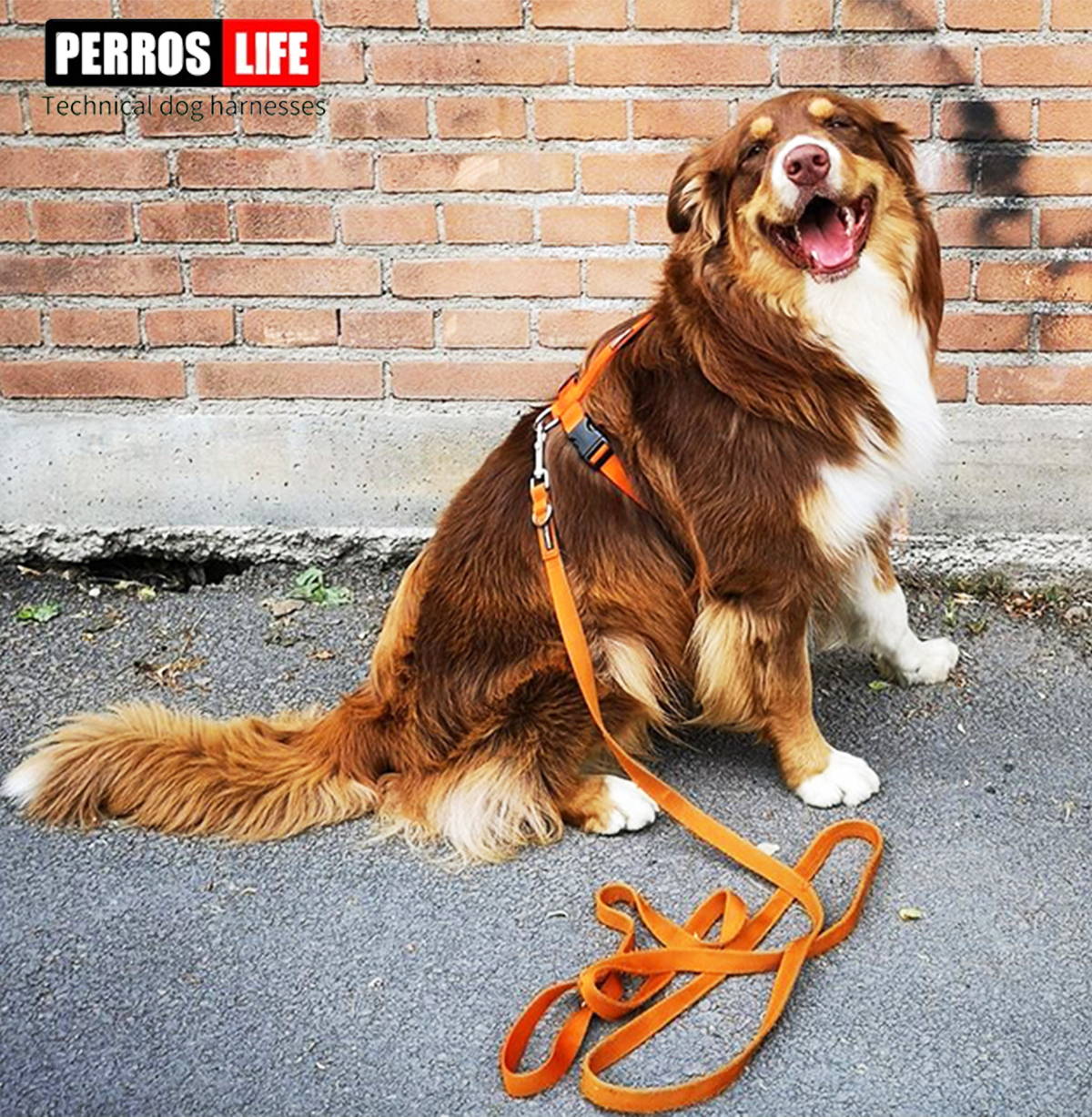 犬 ハーネス ペルロスヘーネス