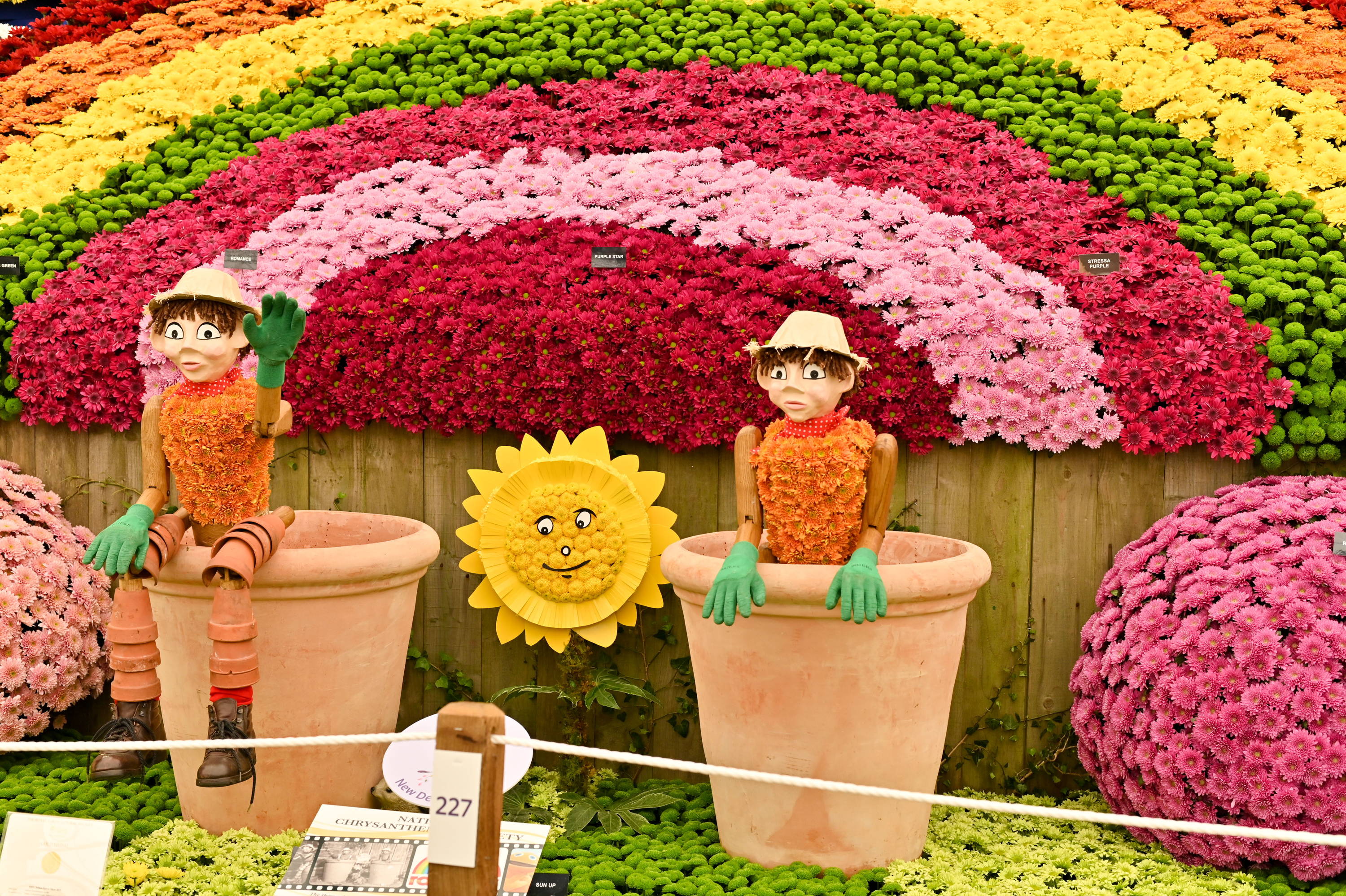 Mums at the 2019 Chelsea Flower Show