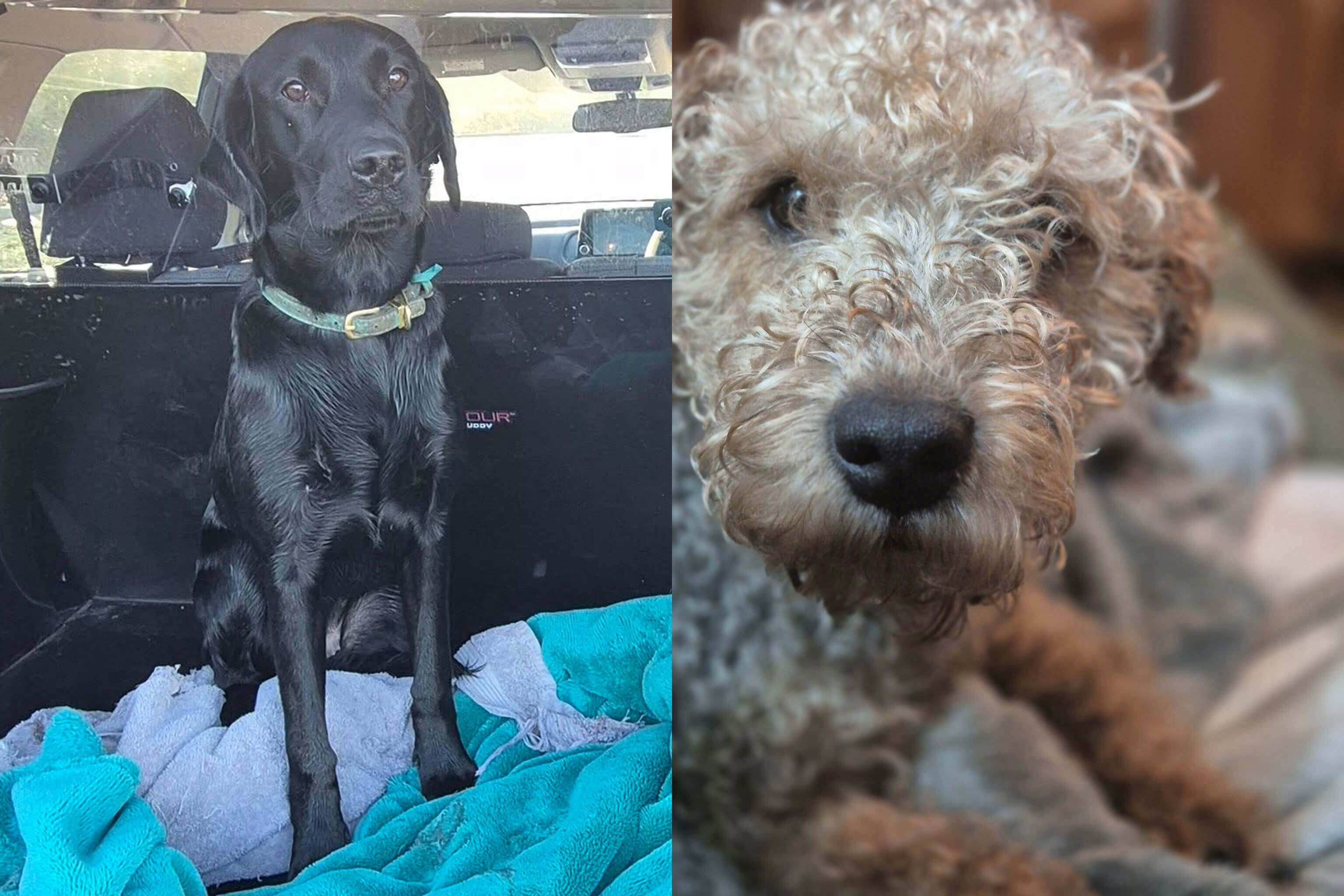 Two dogs, one black and one curly-haired, in different settings.