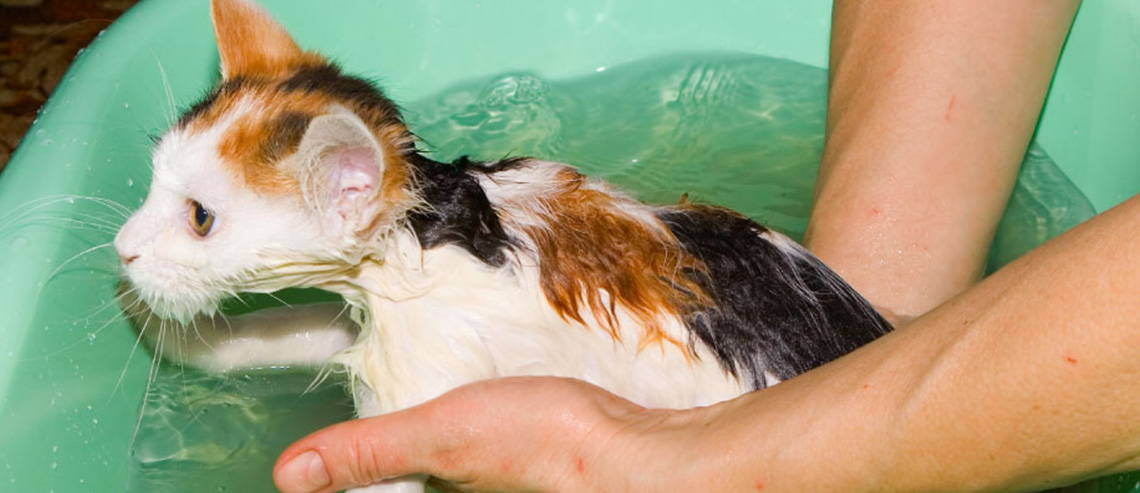 A kitten being bathed in a tub