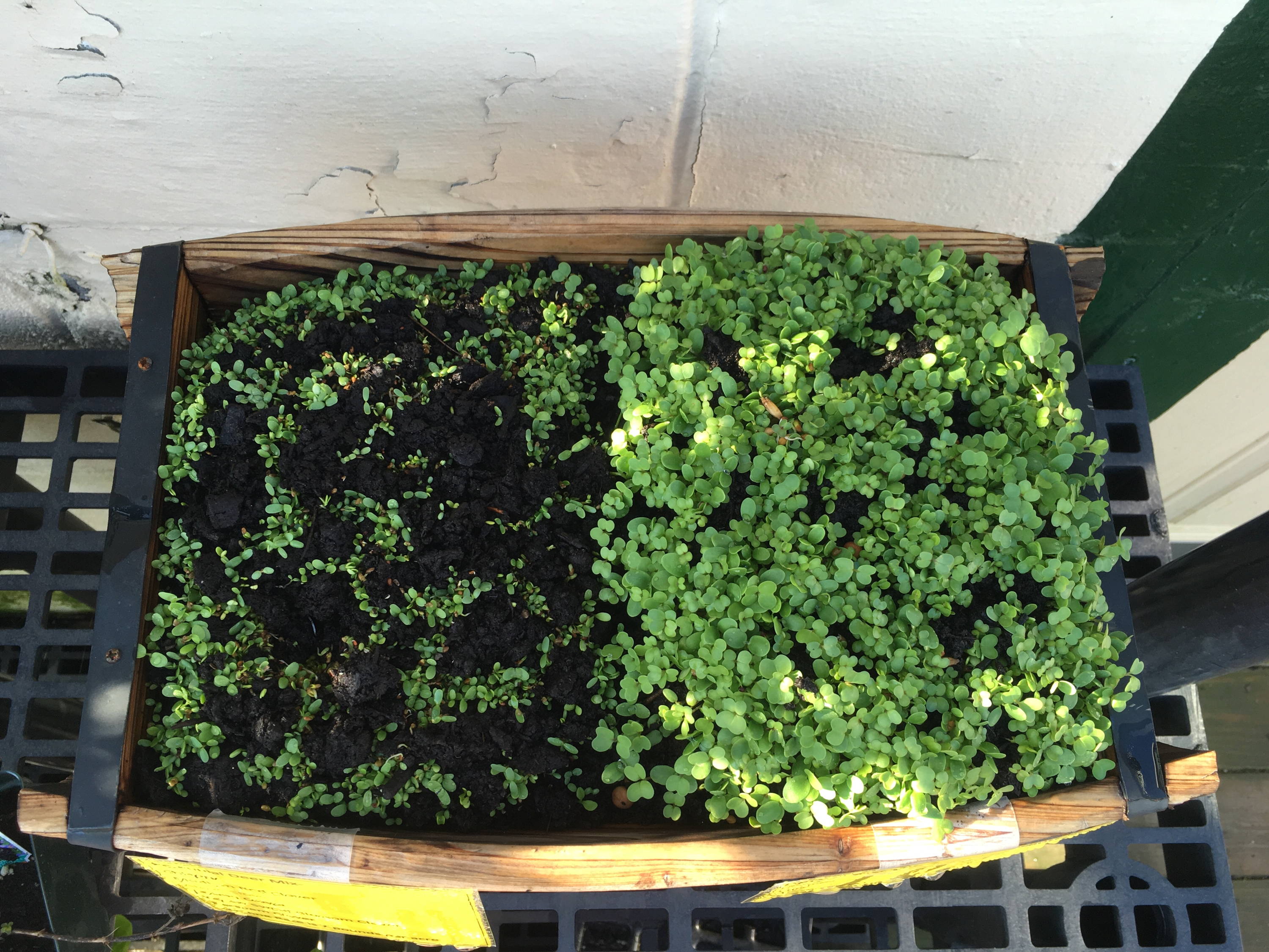 Deer Plot seed mix trial to compare the germination and growth between annual and perennial deer plot seedings