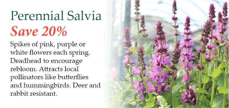 Perennial salvia - Save 20%! Spikes of pink, purple or white flowers each spring. Deadhead to encourage rebloom. Attracts local pollinators like butterflies and hummingbirds. Deer and rabbit resistant.