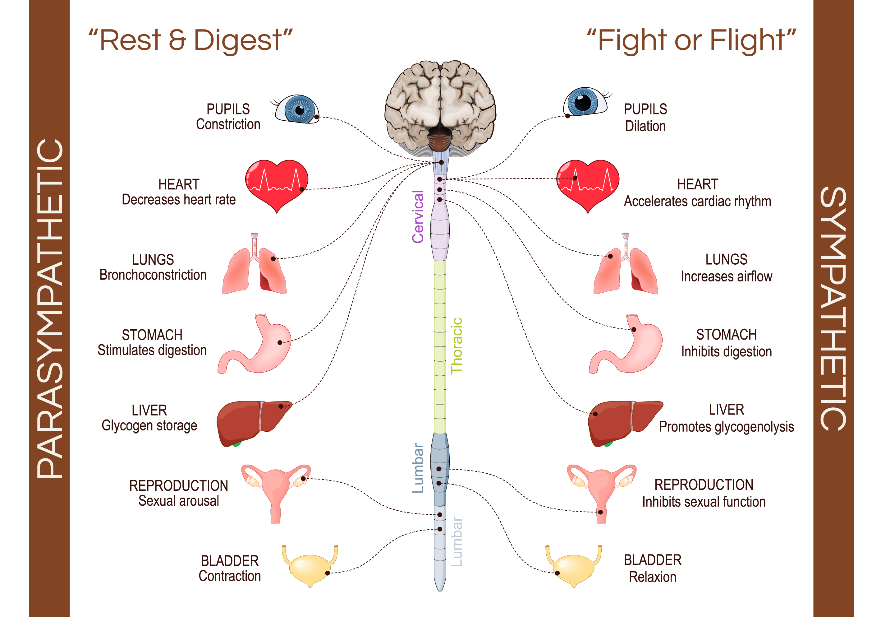 Comparison of sympathetic and parasympathetic nervous system states showing stress and recovery regulation.