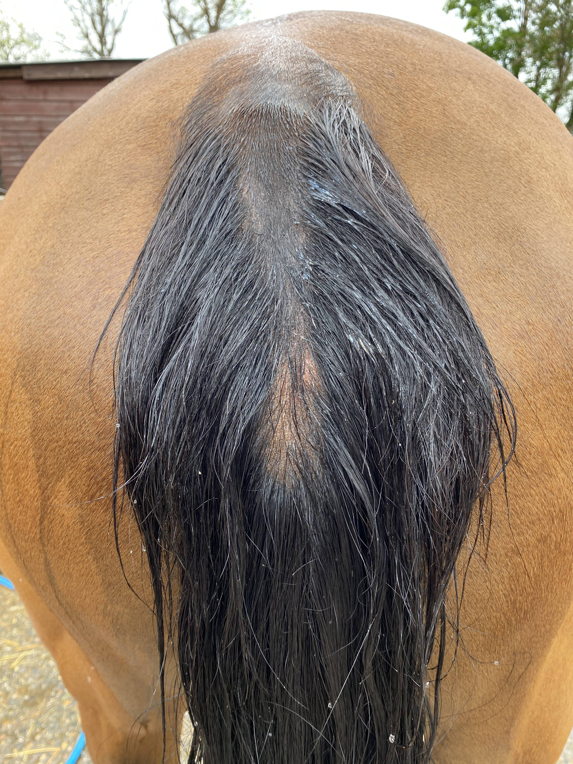 How to grow a horses tail fast and thick – Naked Horse