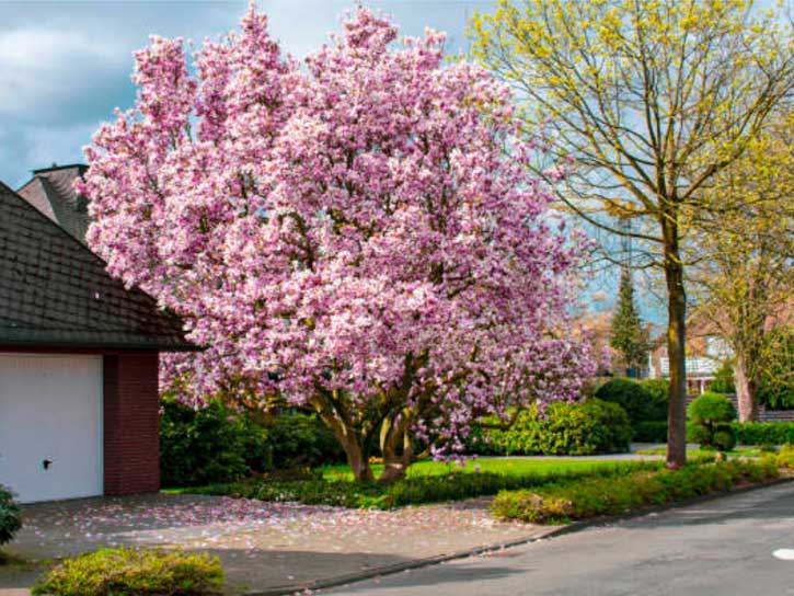 Cherry Blossom Tree For Sale Picking The Right One Plantingtree