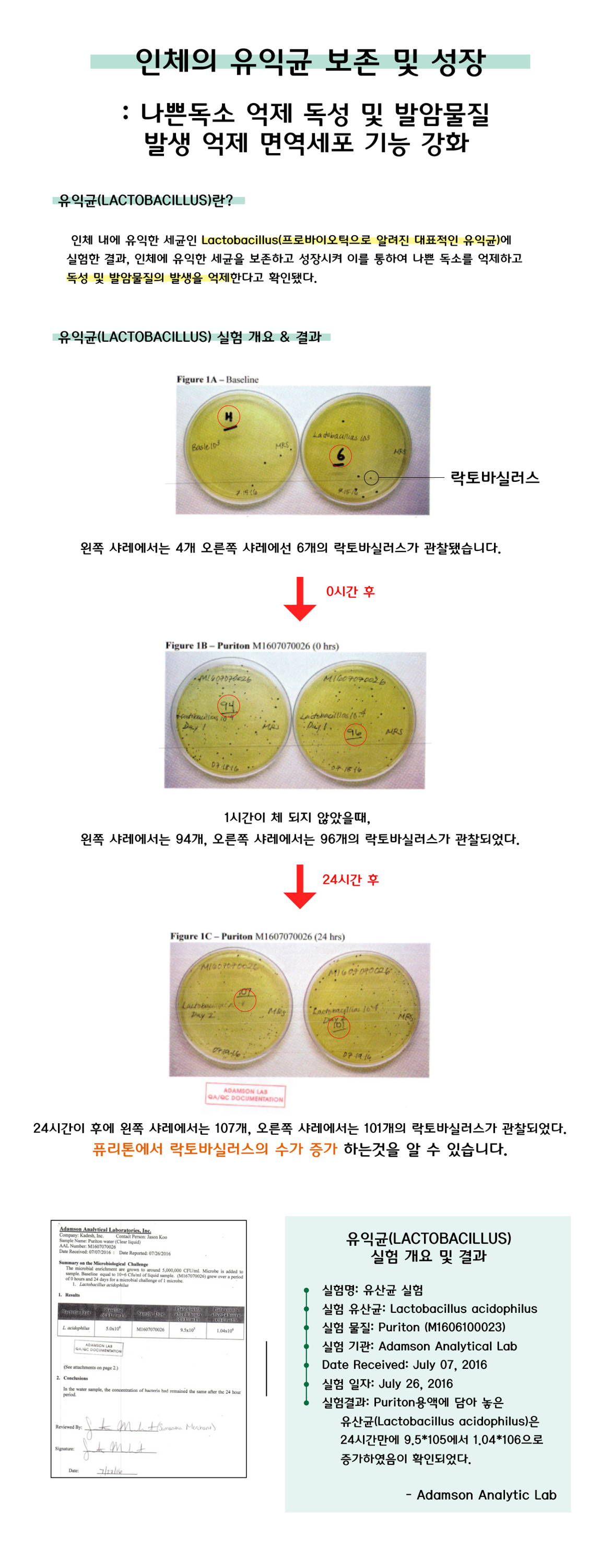 인체의 유익균 보존 및 성장 나쁜독소 억제 독성 및 발암물질 방생 억제 면역세포 기능 강화 유익균 락토바실러스 프로바이오틱 lactobacillus 독성 및 발암 물질의 발생 억제 락토바실러스의 수 증가 