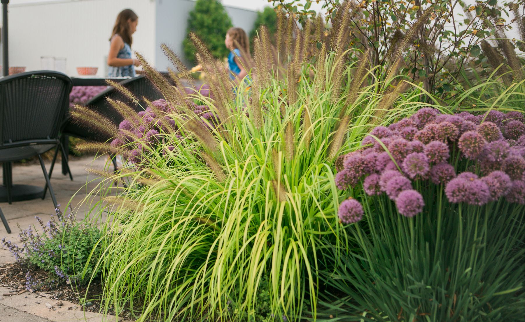 Photo of Prairie Winds® 'Lemon Squeeze' Fountain Grass