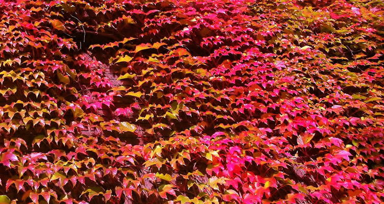 Virginia Creeper