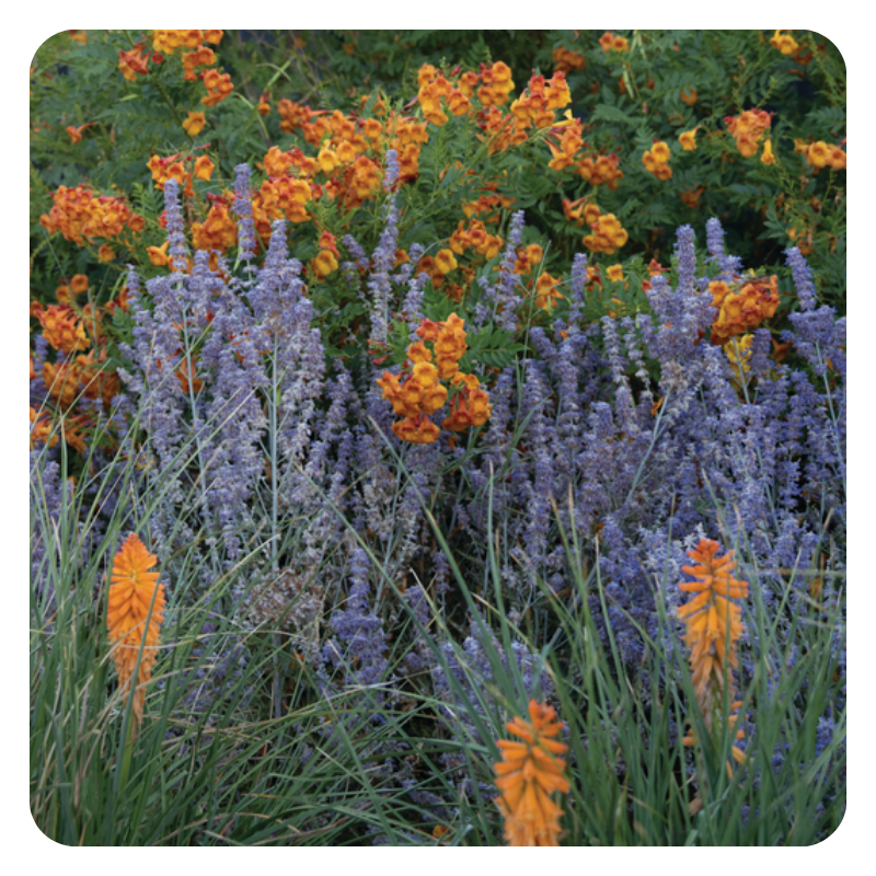 Perovskia Denim 'n Lace & Tecoma Chicklet Orange planted in the ground