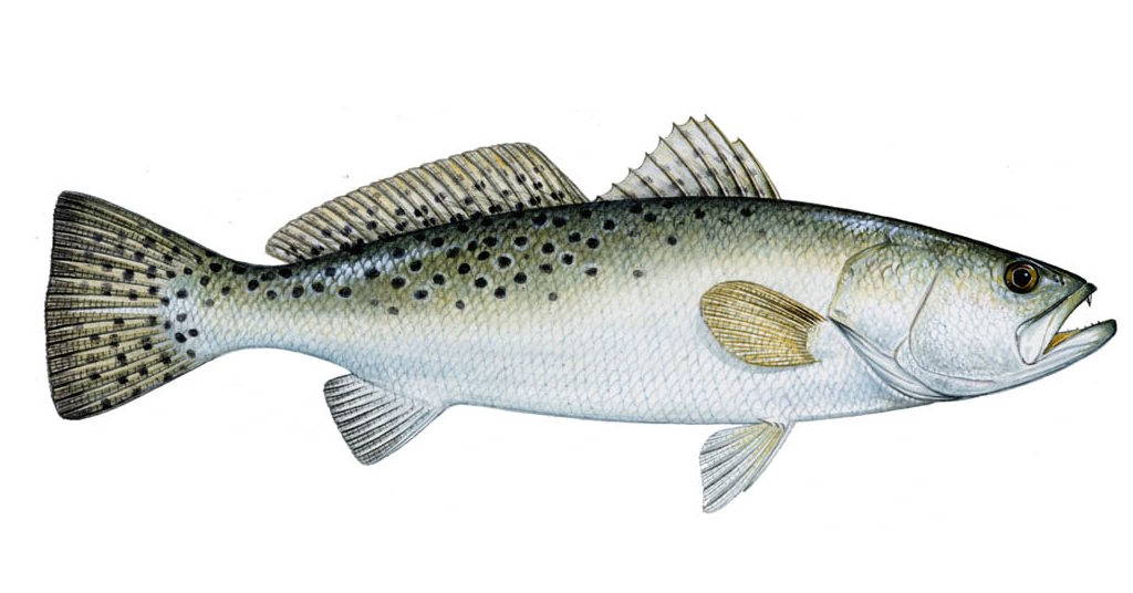 Spotted Sea Trout | Hunting and Fishing Depot