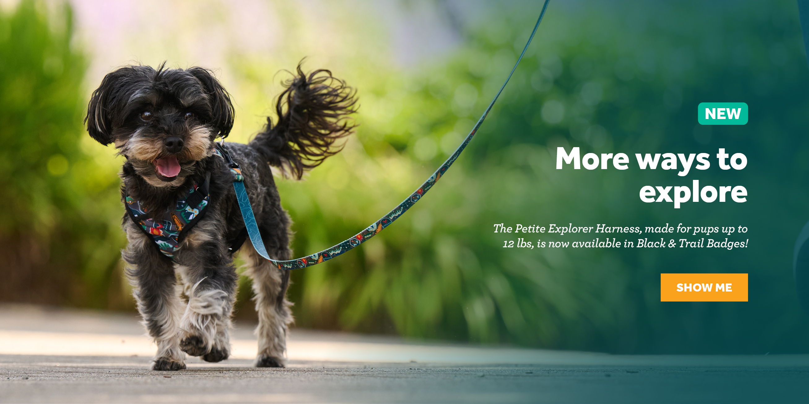 A small dog walking on a leash in a green outdoor setting.