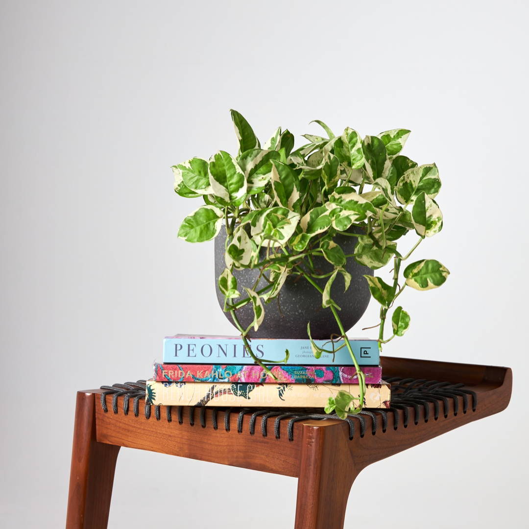Pothos Snow Queen in Pierre Terrazzo Pot Black on books at The Good Plant Co