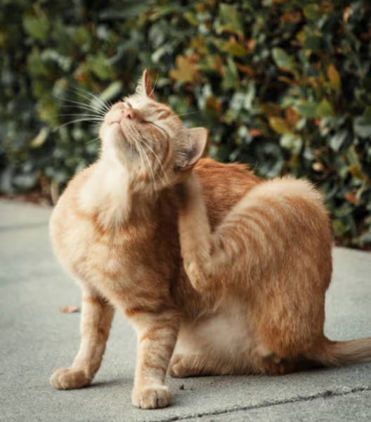 A ginger kitten scratching its neck