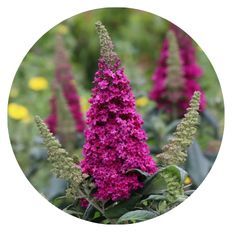 Photo of Pugster Pico Punch™ Butterfly Bush (Buddleia x) |