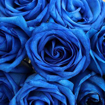 Blue Roses: Mystery And Uniqueness
