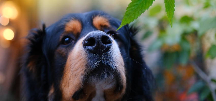 Image of a curious dog enjoying the natural aroma of a plant.