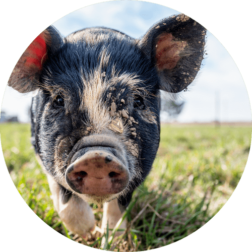 portrait of a pig