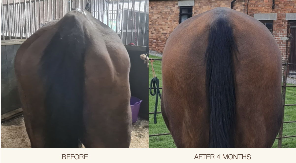 Comparison of a horse's rear before and after four months.