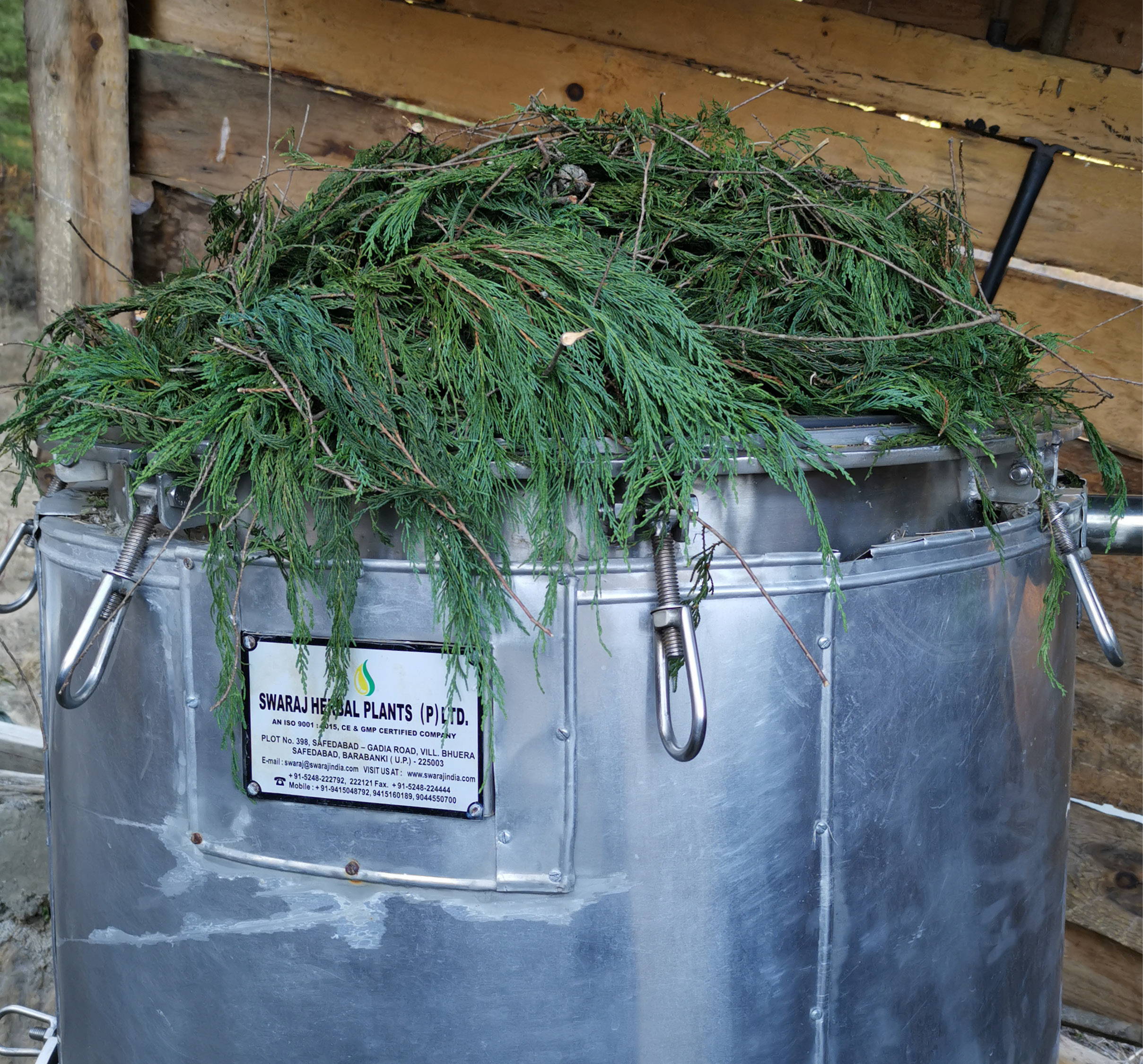 cypress branches in still bucket