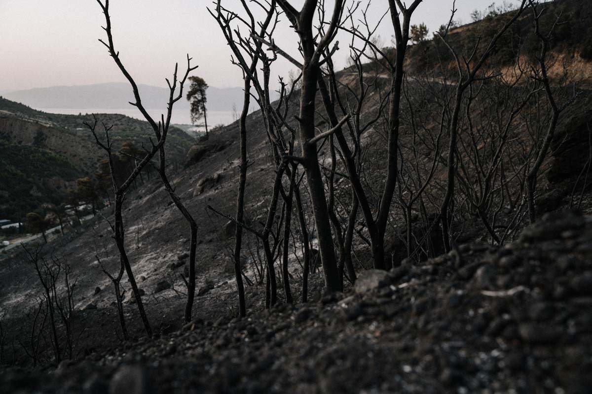 A hill side after a forest fire with the burnt remains of shrubs