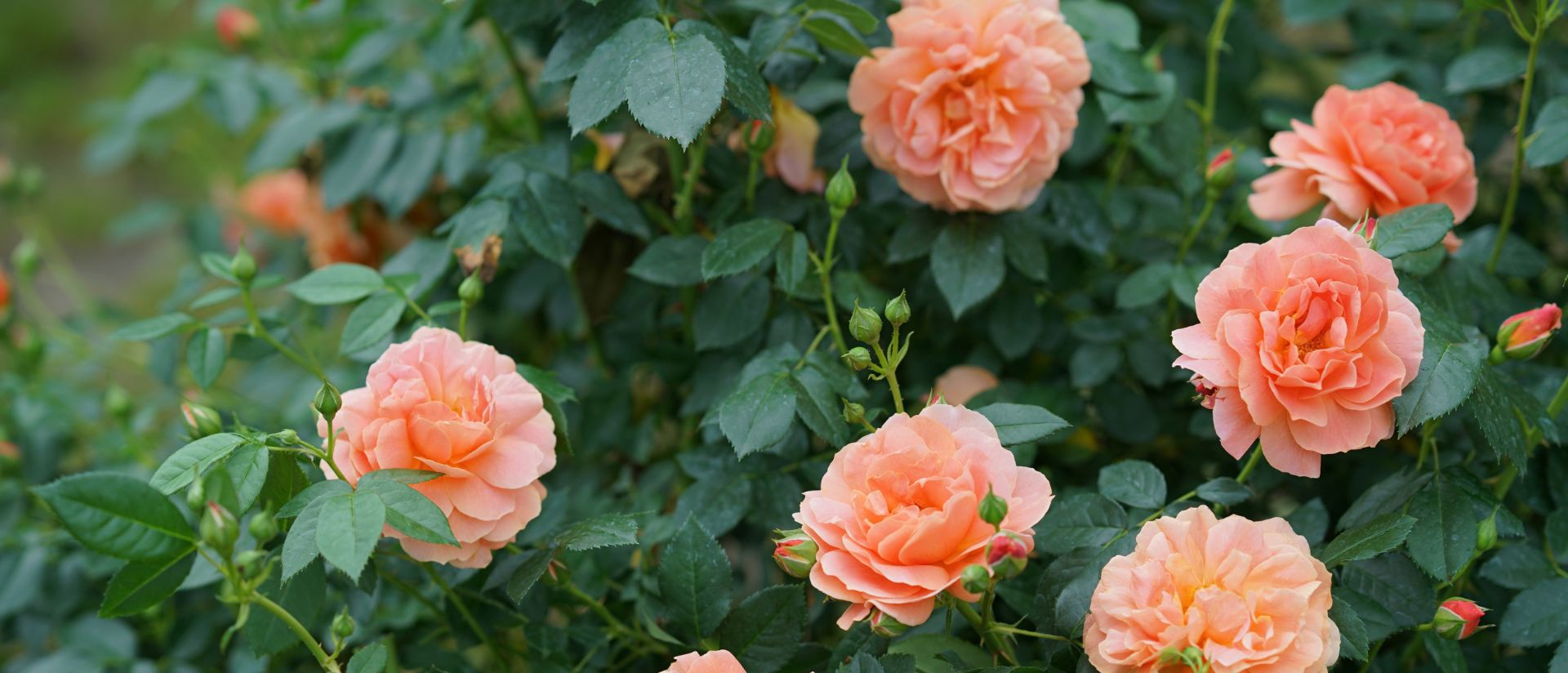 At Last Rose planted in an outdoor garden surrounded by green foliage