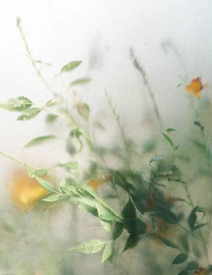 A plant with yellow flowers, out of focus