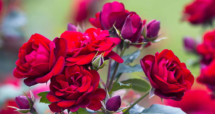 Comment Planter Un Rosier Grimpant Contre Un Mur Planter Et Entretenir Les Rosiers Bakker Com