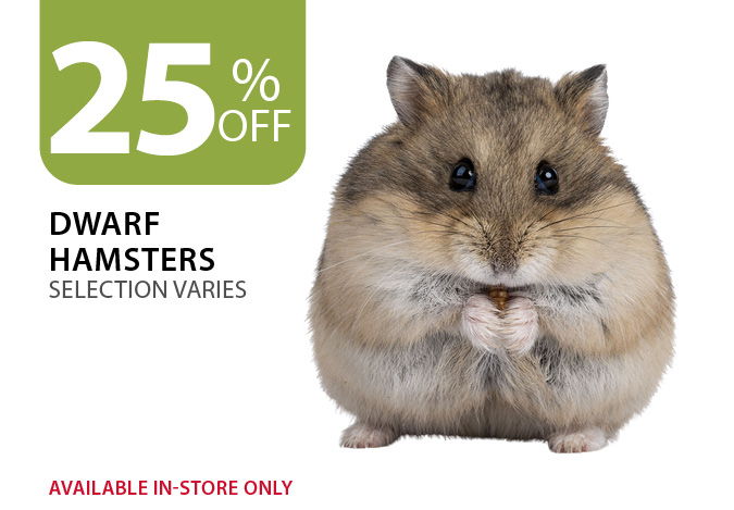 25% off Dwarf Hamster. Available in-store only
