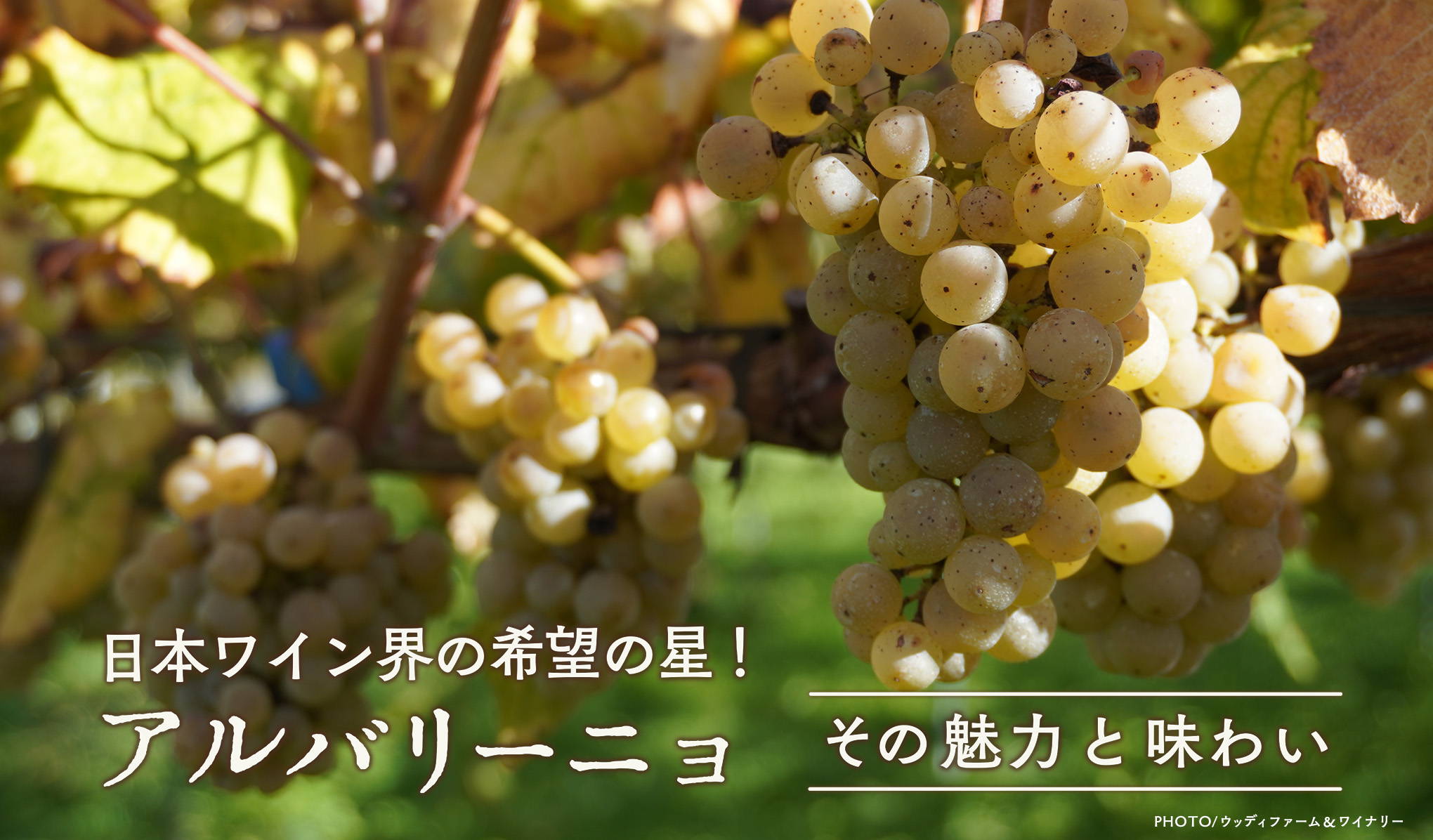 日本ワイン界の希望の星！アルバリーニョ