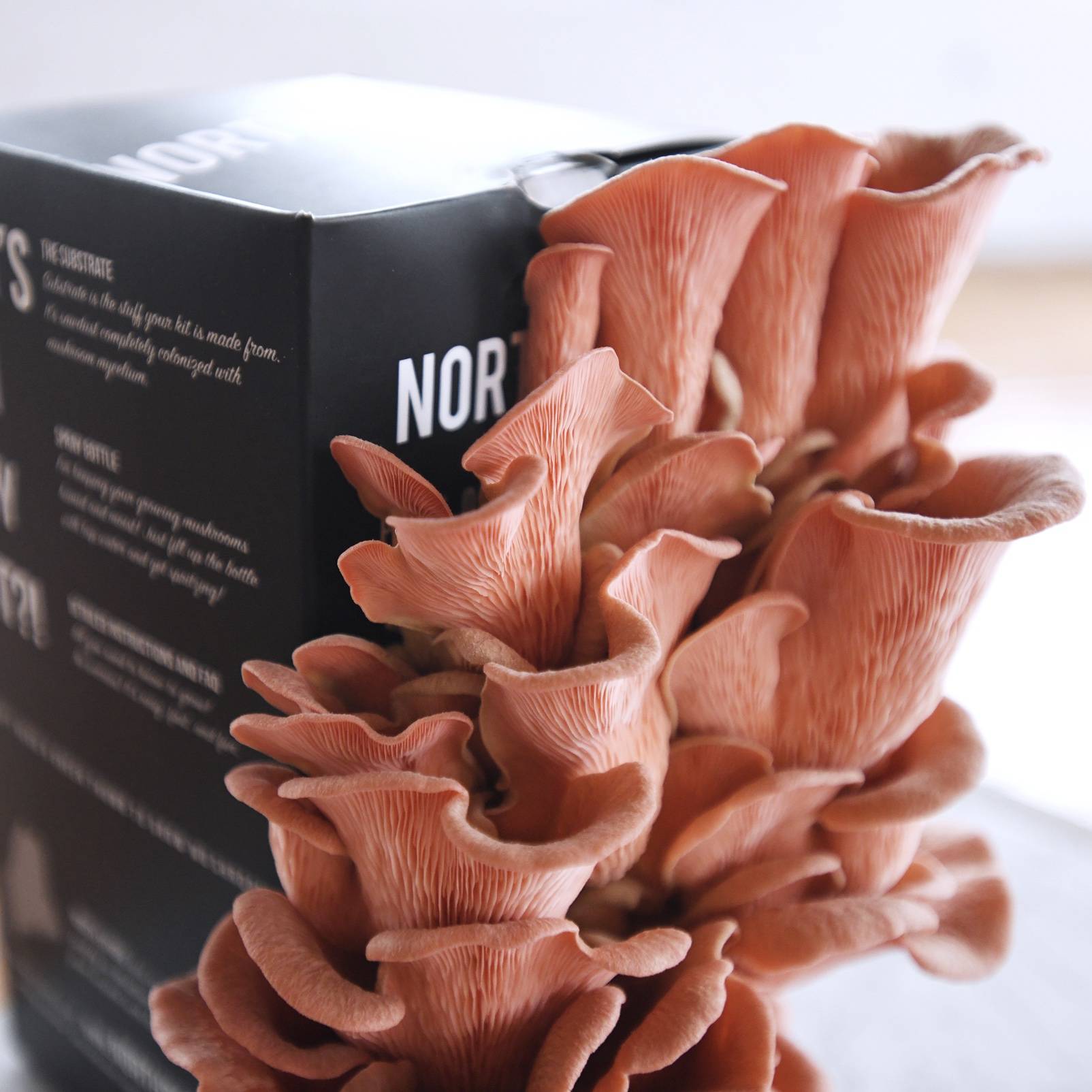 pink oyster mushrooms growing in a Spray & Grow kit