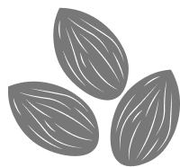 Almond illustration