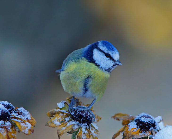 Blue tit on flower in frost