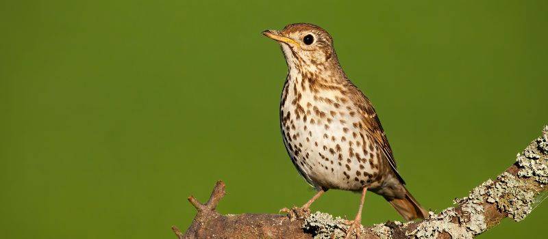 Song Thrush on tree branch