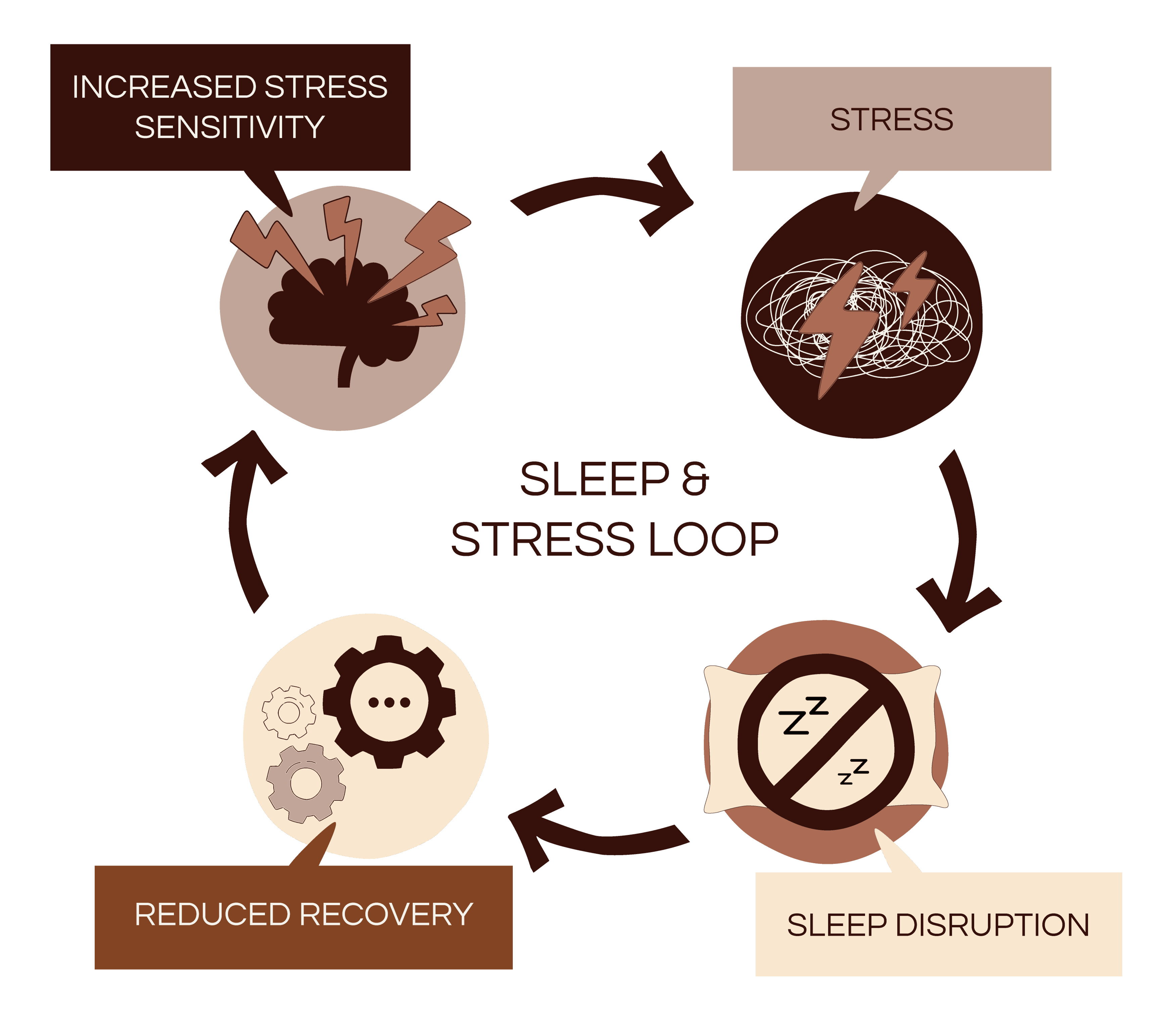 Diagram illustrating the sleep and stress loop with four interconnected elements.