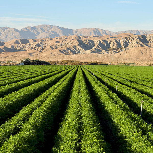 High Quality Organics Express Desert Agriculture in Southern California