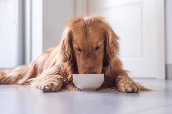 A brown long-haired golden retriever lays down on a white floor while eating out of a white bowl in front of it 