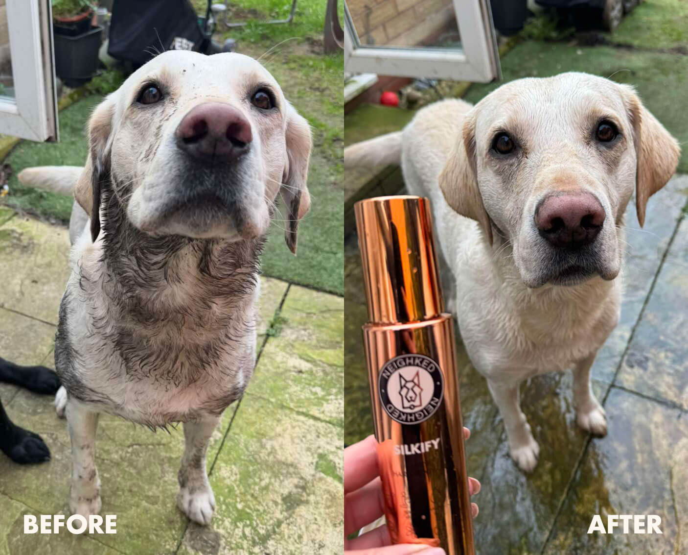 Labrador dog before and after using a grooming product.