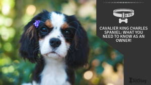 Cavalier King Charles Spaniel: What You Need to Know as an owner