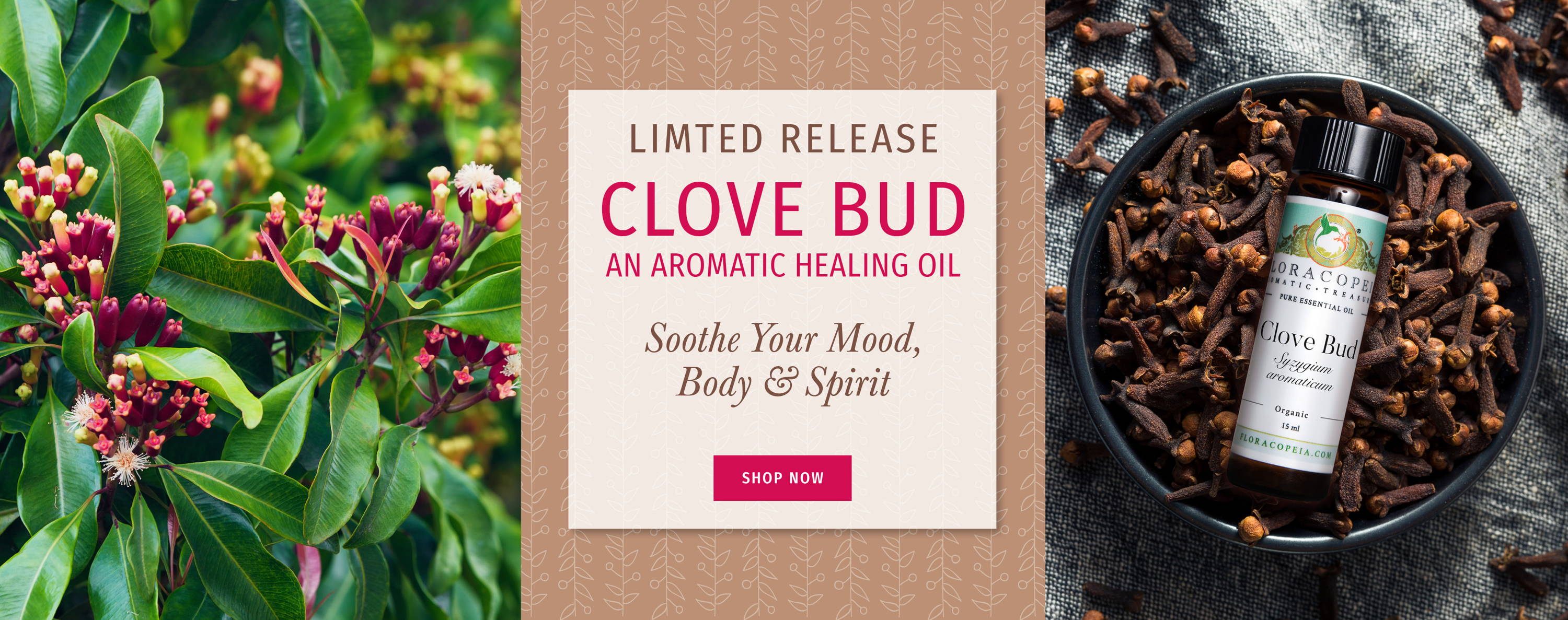 clove plant on left, bowl of cloves with essential oil bottle on the right, center brown with pink text limited release clove bud aromatic healing oil sooth your mood body and spirit shop now.