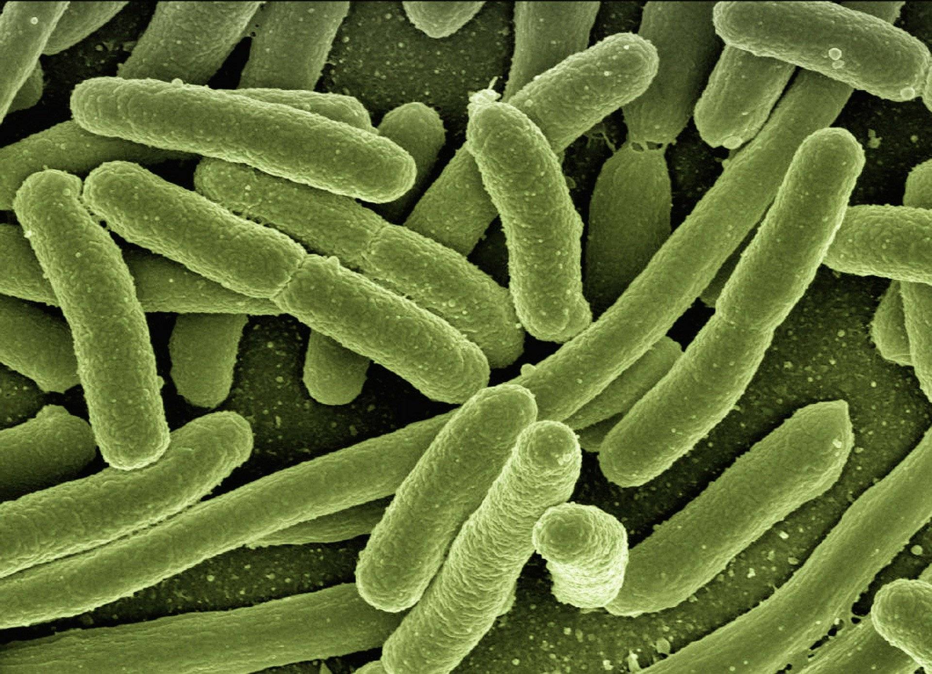 Gut bacteria