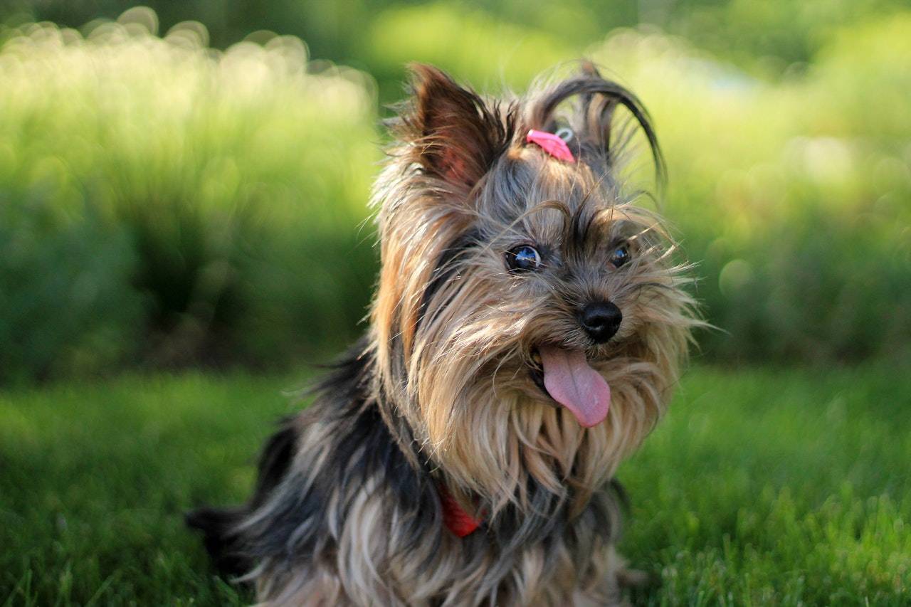 Yorkshire Terrier In The Grass With Pink Bow