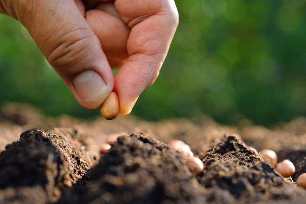 A close up of a seed being planted in a row in a garden