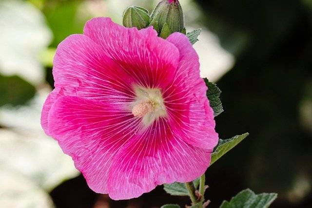 Common mallow