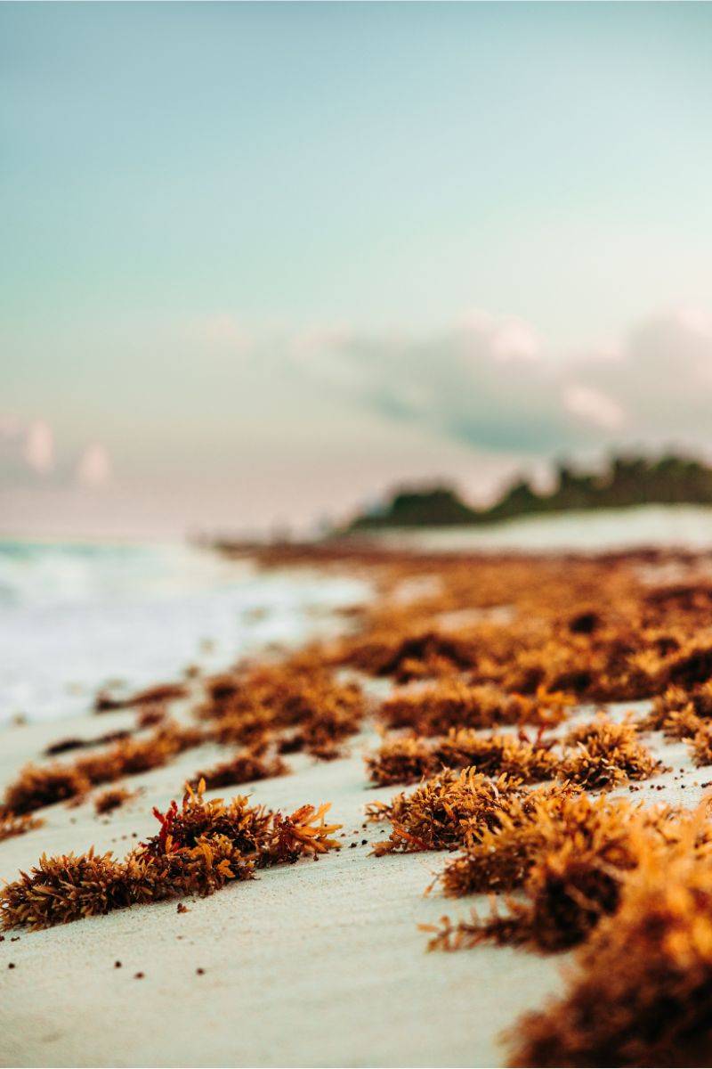 Irish Sea Moss Washed Up on a Beach