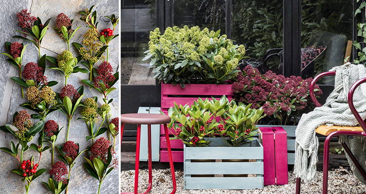 Garden Plants Skimmia Bakker Com