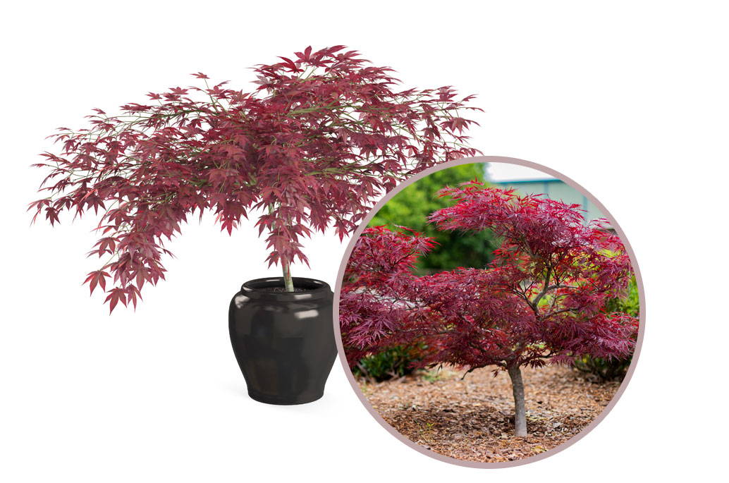 Growing Japanese Maples in Pots